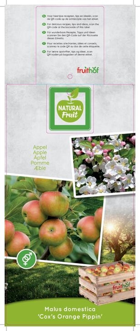 Malus d. 'Cox's Orange' - C7.5 150 CM Espalier